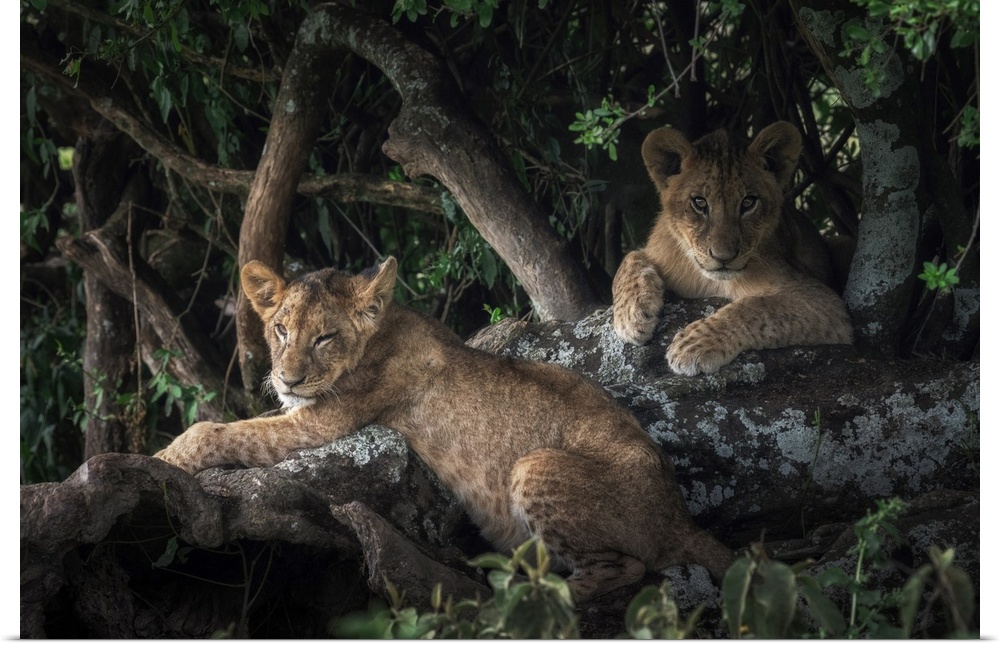 Lion cubs in Lake Nakuru National Park, Kenya