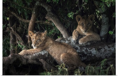 Lion Cubs In Lake Nakuru National Park, Kenya