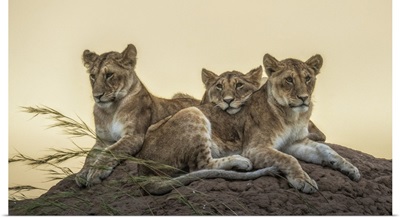 Lion Cubs In The Maasaimara Grassland, Kenya