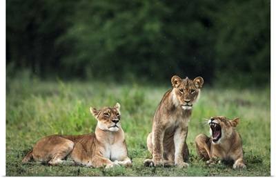 Lion, Nxai Pan Naitonal Park, Botswana