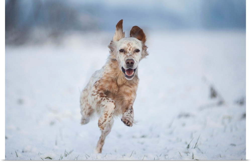 Lombardy, Italy, Europe. An english setter dog is running on a snow covered field.