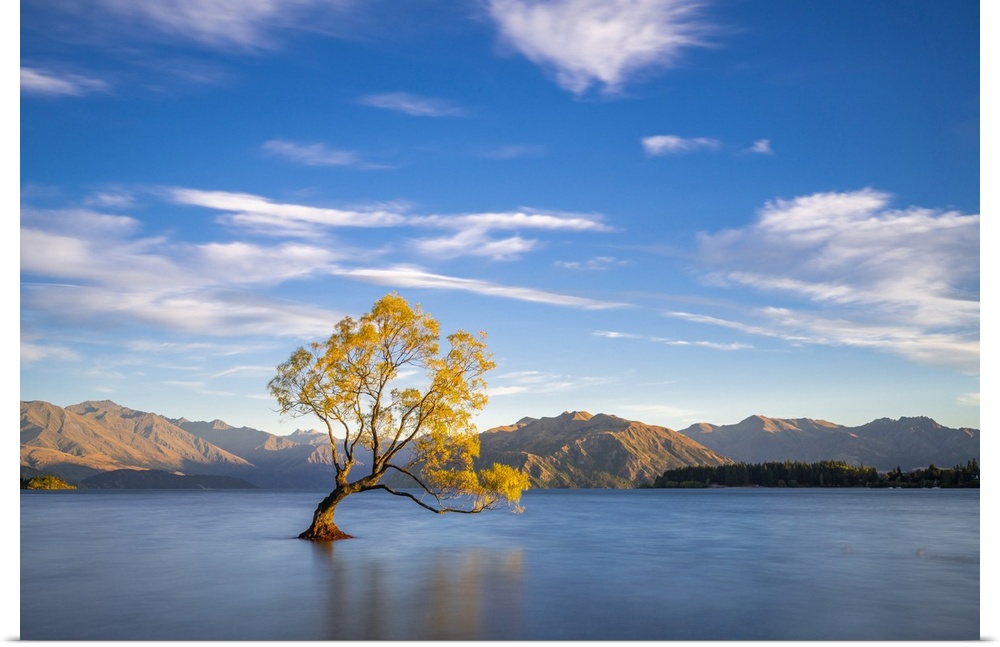 Lone tree in Roys Bay on Wanaka Lake against sky during sunrise, Wanaka, Queenstown-lakes District, Otago Region, South Is...