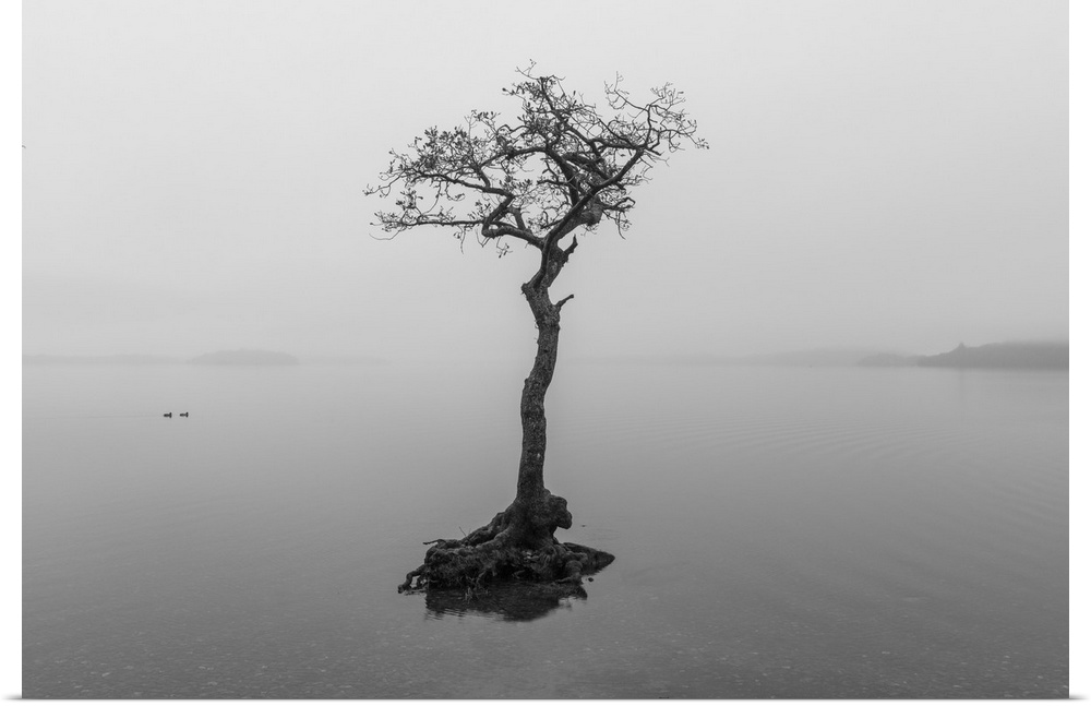 Lone Tree on Loch Lomond, Milarrochy Bay, Stirlingshire, Scotland.