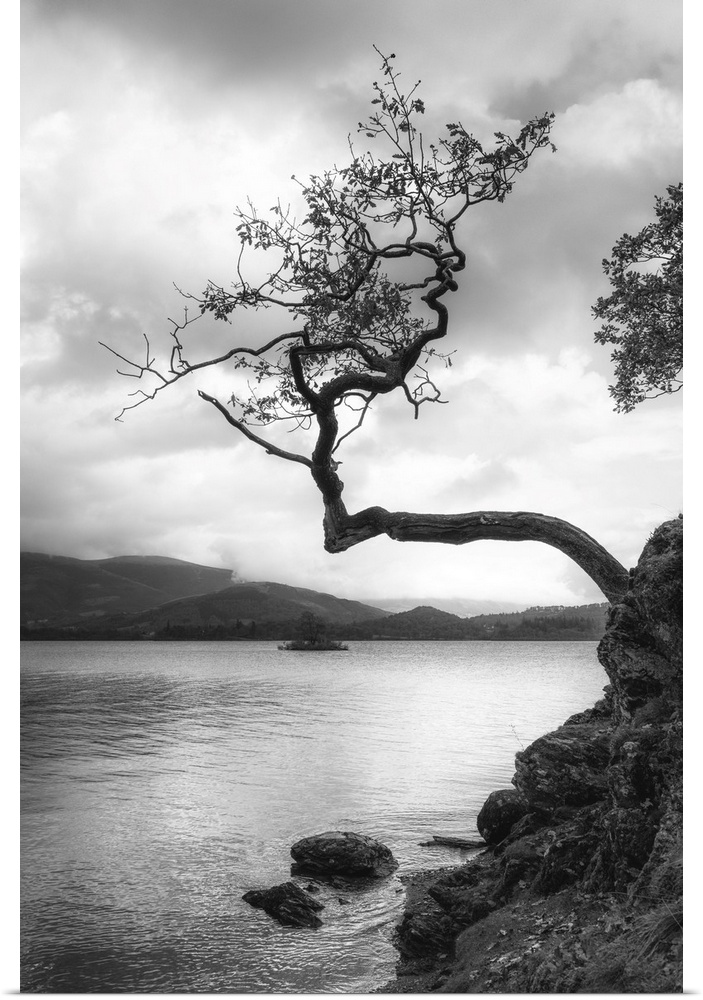 Lone tree, Otterbield Bay, Derwentwater, Cumbria, England