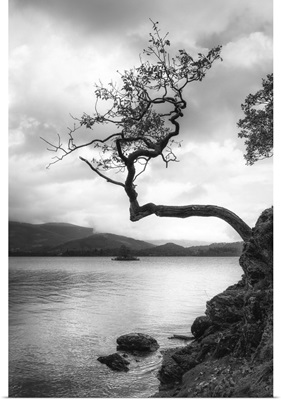 Lone Tree, Otterbield Bay, Derwentwater, Cumbria, England