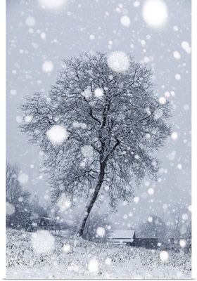 Lonely Bare Tree Under A Snowfall, San Gregorio Nelle Alpi, Belluno, Veneto, Italy