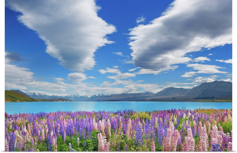 Lupine meadow at Lake Tekapo. New Zealand, South Island, Canterbury, Mackenzie, Lake Tekapo, Lake Tekapo, Southern Alps. C...
