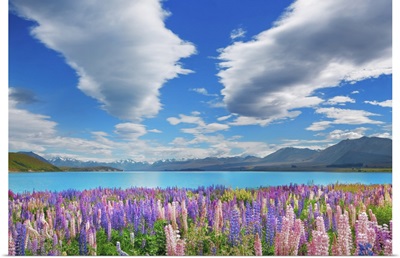 Lupine Meadow At Lake Tekapo, New Zealand, South Island, Canterbury, Mackenzie