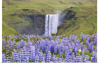Lupins Wrap The Green Meadows Around The Skogafoss Waterfall, Sudurland, Iceland