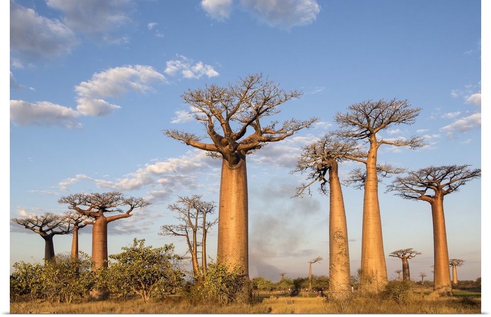Madagascar, Morondava, Les All....e des Baobabs at sundown