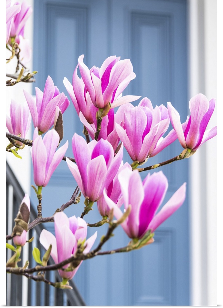 Magnolia tree in full bloom outside a house with a grey door in Kensington, London, England