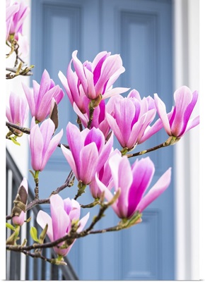 Magnolia Tree In Full Bloom At A House With A Grey Door In Kensington, London, England