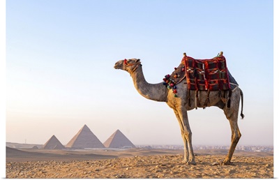Man And His Camel At The Pyramids Of Giza, Giza, Cairo, Egypt
