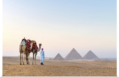 Man And His Camels At The Pyramids Of Giza, Giza, Cairo, Egypt