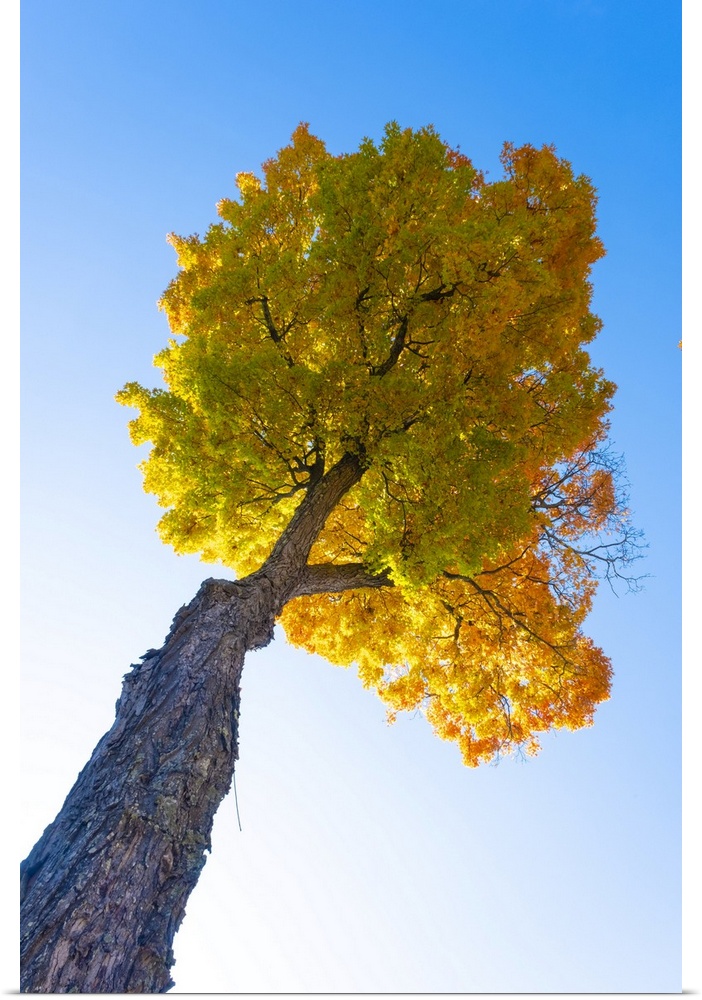 Maple tree, Peacham, Vermont, USA.