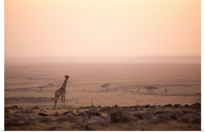 Mara North Conservancy, A young giraffe with the never ending plains of the Maasai Mara