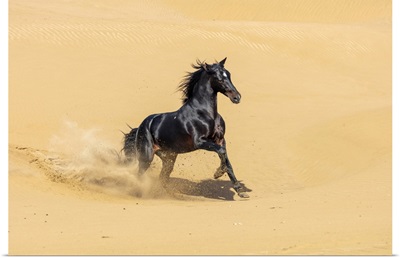 Marrakesh-Safi Region, Essaouira, A Black Barb Horse Runs On Sand Dunes