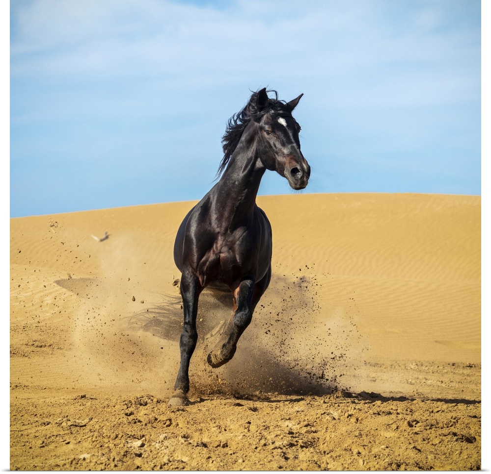 Marrakesh-Safi (Marrakesh-Tensift-El Haouz) region, Essaouira, a black Barb horse runs over sand dunes.