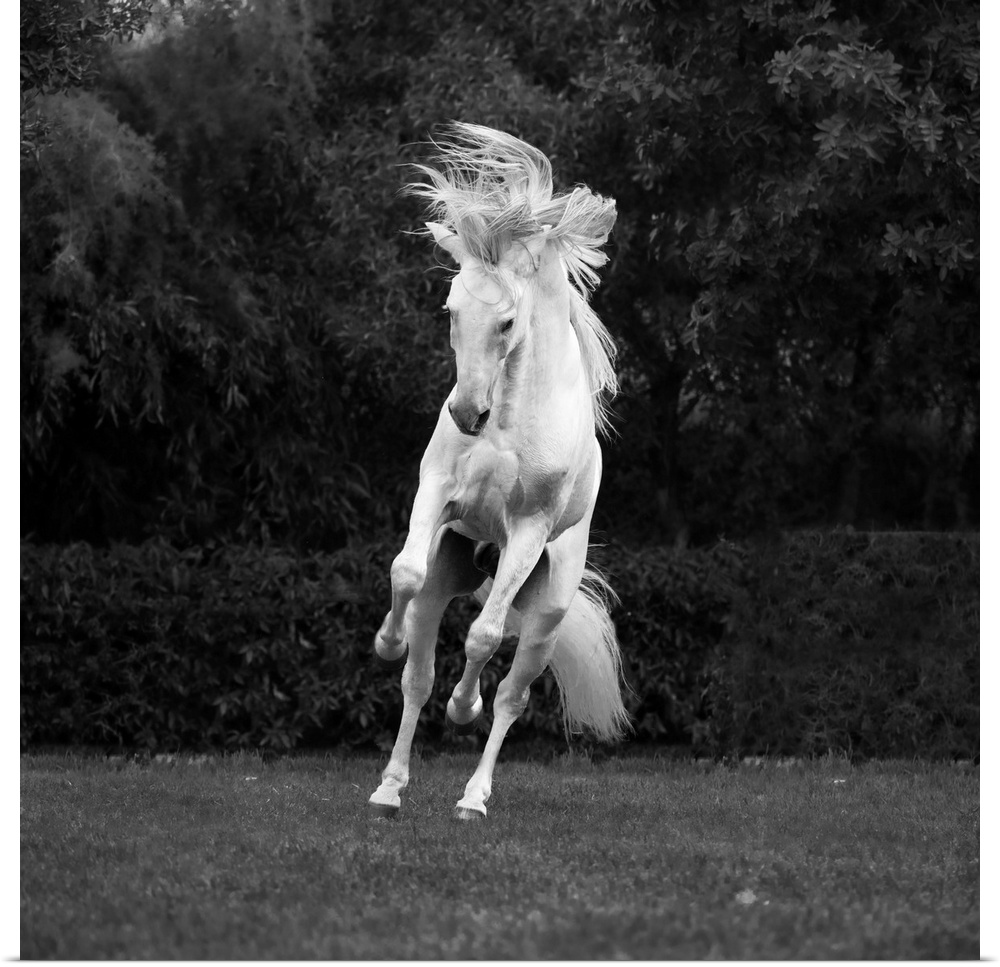 Marrakesh-Safi (Marrakesh-Tensift-El Haouz) region, Essaouira, a white Barb horse runs free.