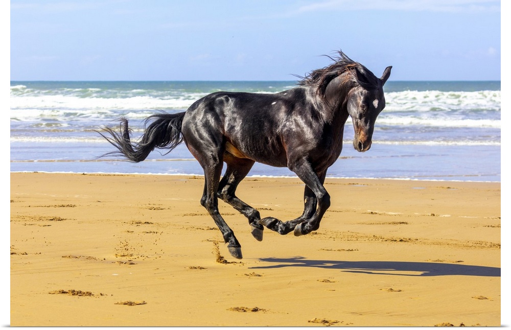 Marrakesh-Safi (Marrakesh-Tensift-El Haouz) region, Essaouira, a black Barb horse gallops along the beach near Essaouira.