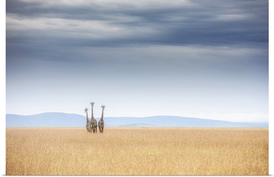 Masai Giraffes In The Maasaimara Plains