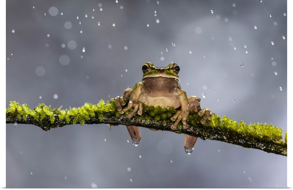 Masked Treefrog, Smilisca phaeota, in rain shower, Cloud Forest, Costa Rica.