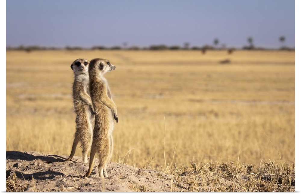 Meerkats, Makgadikgadi Salt Pans, Botswana