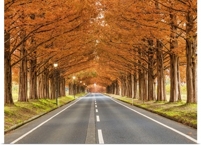 Metasequoia Tree Avenue In Autumn, Takashima City, Shiga Prefecture, Japan