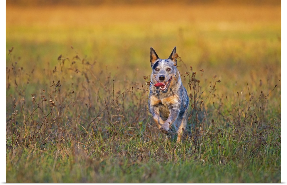 Milano province, Lombardy, Italy, Europe. An australian cattle dog is running free.