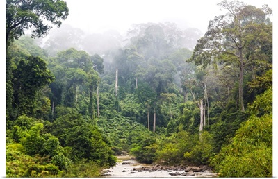 Mist and river through tropical rainforest, Sabah, Borneo, Malaysia