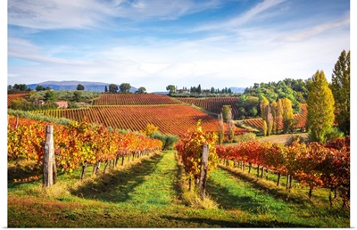 Montefalco Sagrantino Vineyards, Montefalco, Perugia Province, Umbria, Italy