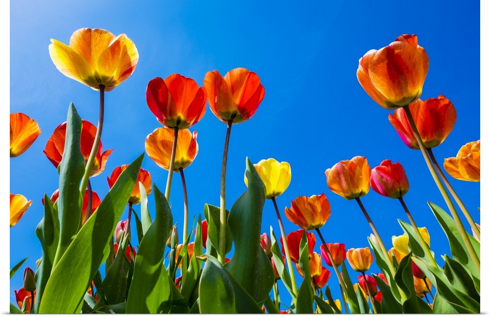 Netherlands, North Holland, Callantsoog. Multicolored tulips flower against a blue sky, near the village of Zipje.