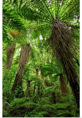 Oceania, New Zealand, Aotearoa, North Island, Tongariro National Park, Rain Forest,