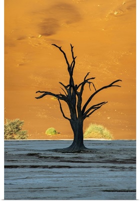 Old Dead Tree, Deadvlei, Namib-Naukluft National Park, Sesriem, Namibia
