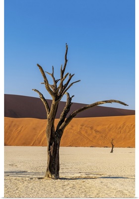 Old Dead Tree, Deadvlei, Namib-Naukluft National Park, Sesriem, Namibia