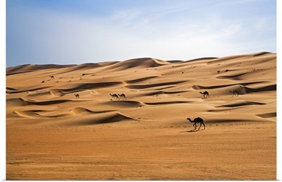 Oman, Wahiba Sands, Camels belonging to Bedouins cross sand dunes in Wahiba Sands