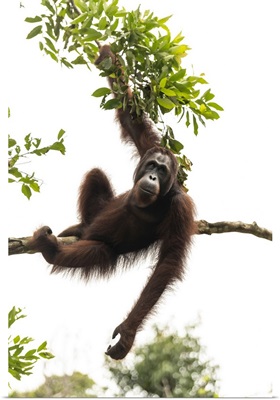 Orangutan At Semenggoh Wildlife Rehabilitation Center, Sarawak, Borneo, Malaysia, Asia