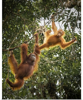 Orangutans At Semenggoh Wildlife Rehabilitation Center, Sarawak, Borneo, Malaysia, Asia