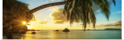 Palm Tree At Sunset, Anse Lazio Beach, Praslin, Seychelles