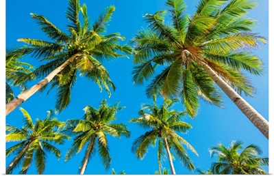 Palm Trees And Blue Sky, Nacpan Beach, El Nido, Palawan, Philippines