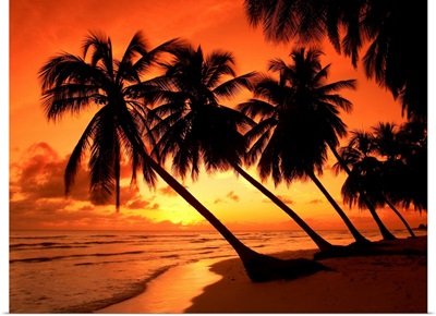 Palm Trees At Sunset, Barbados, West Indies