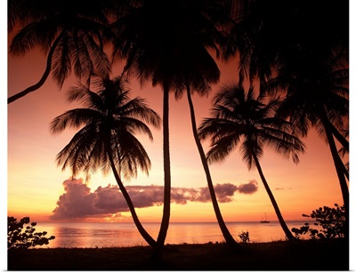 Palm Trees At Sunset, Pigeon Point, Tobago, West Indies, Caribbean