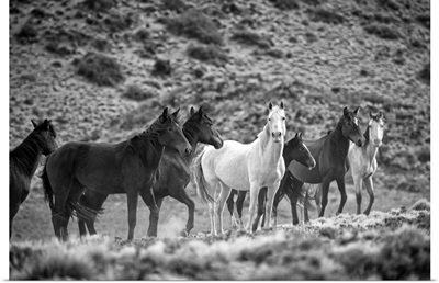 Patagonia, Argentina, Santa Cruz, wild horses near Cueva de los Manos