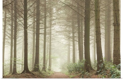 Path leading through a misty coniferous woodland, Devon, England