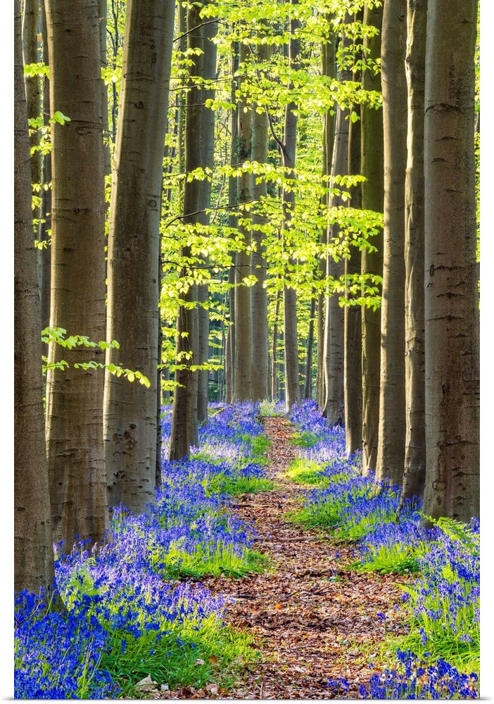 Path Through Bluebell Flowers (Hyacinthoides Non-Scripta) And Beech Forest, Hallerbos Forest, Belgium