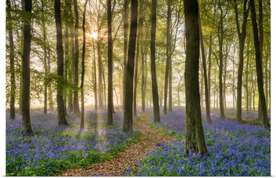 Path Through Bluebell (Hyacinthoides Non-Scripta) Wood In Mist, Hertfordshire, England