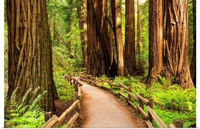 Path Through Giant Redwoods, Muir Woods National Monument, California, Usa