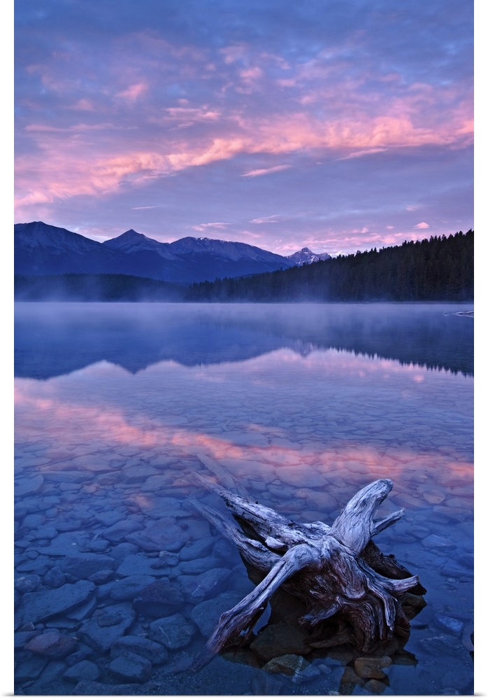 drfitwood and pink clouds reflected in calm waters of Patricia Lake at dawn, Jasper National Park, Alberta, Canada