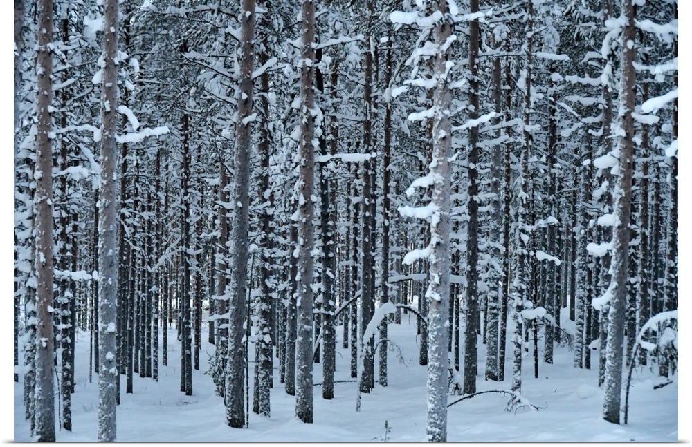 Pattern trees with snow (close to Rovaniemi) Lapland, Finland.