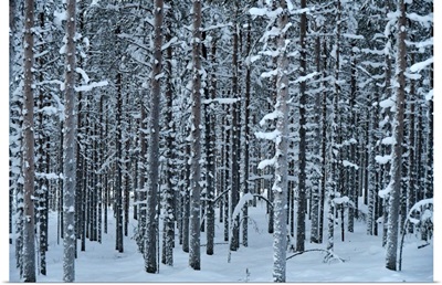Pattern Trees With Snow (Close To Rovaniemi) Lapland, Finland